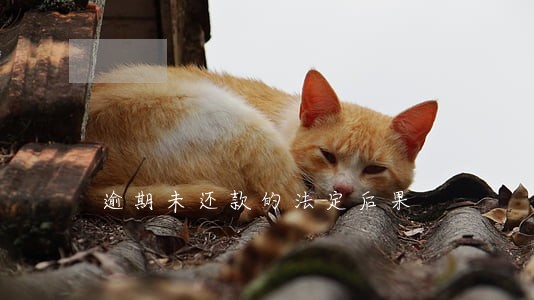 逾期未还款的法定后果 逾期未还款的法定后果