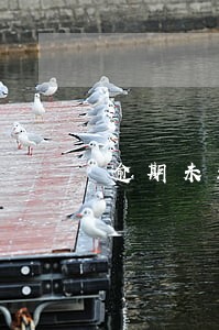 逾期未还款被单位辞退 逾期未还款被单位辞退