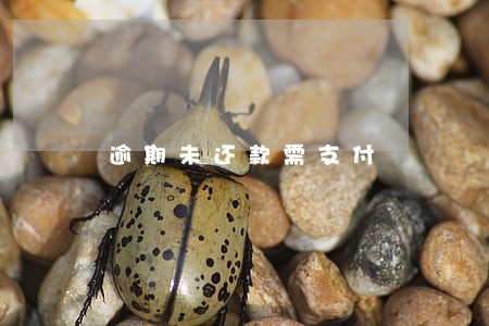 逾期未还款需支付 逾期未还款需支付