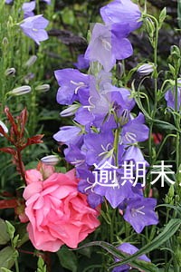 逾期未还清会影响到什么 逾期未还清会影响到什么