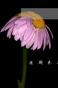 逾期未还清房贷怎样处理 逾期未还清房贷怎样处理