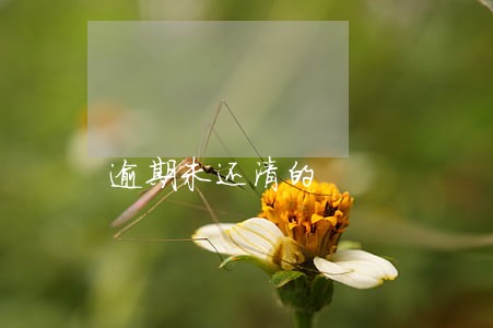 逾期未还清的