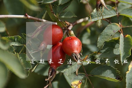 逾期未还清车贷能不能报废 逾期未还清车贷能不能报废