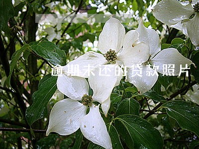 逾期未还的贷款照片 逾期未还的贷款照片
