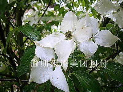 逾期未还美团月付 逾期未还美团月付