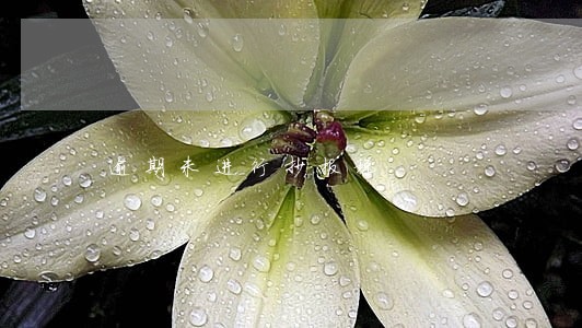 逾期未进行抄报税 逾期未进行抄报税