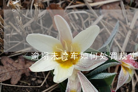 逾期未验车如何处罚规定 逾期未验车如何处罚规定