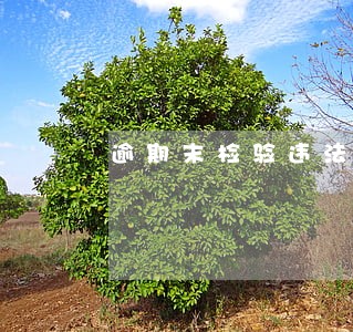 逾期末检验违法代码 逾期末检验违法代码