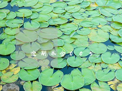 逾期本金005