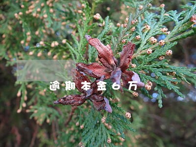 逾期本金6万