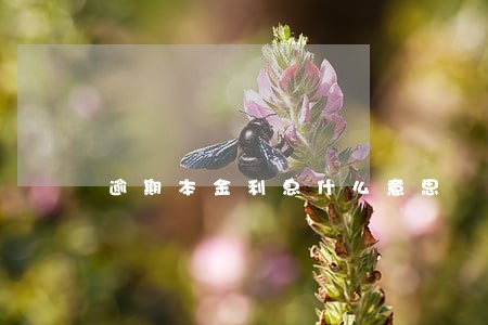 逾期本金利息什么意思 逾期本金利息什么意思