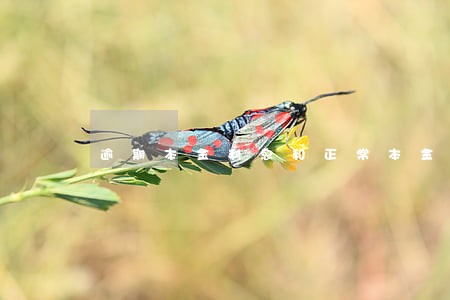 逾期本金利息和正常本金利息 逾期本金利息和正常本金利息