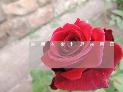 逾期本金利息如何还 逾期本金利息如何还
