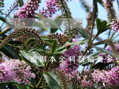 逾期本金利息幅度多少 逾期本金利息幅度多少