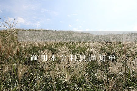 逾期本金利息通知单 逾期本金利息通知单