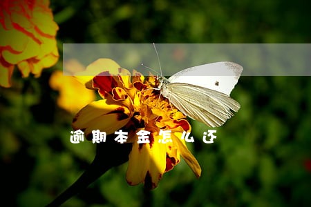 逾期本金怎么还