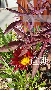 逾期本金是0贷款余额还有