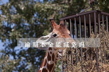 逾期本金能减免吗 逾期本金能减免吗