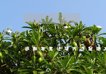 逾期本金记贷方还是借方 逾期本金记贷方还是借方