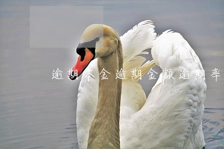 逾期本金逾期金额逾期率 逾期本金逾期金额逾期率