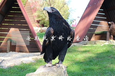 逾期机票价格查询 逾期机票价格查询