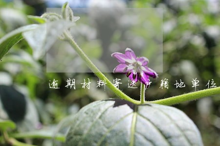 逾期材料寄送户籍地单位 逾期材料寄送户籍地单位