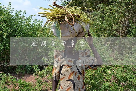 逾期查询本金 逾期查询本金