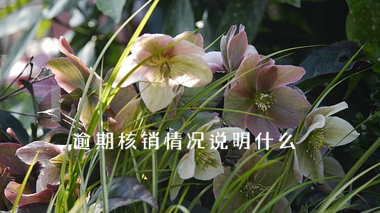 逾期核销情况说明什么