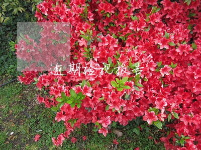 逾期检视报告 逾期检视报告