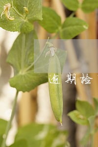 逾期检车保险赔吗 逾期检车保险赔吗