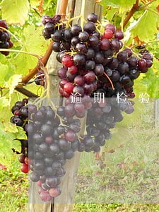 逾期检验什么后果 逾期检验什么后果