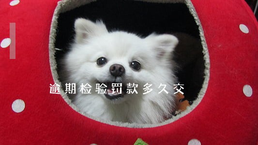 逾期检验罚款多久交 逾期检验罚款多久交
