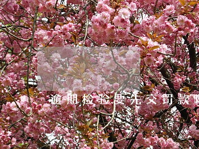 逾期检验要先交罚款吗