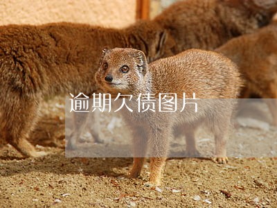 逾期欠债图片 逾期欠债图片