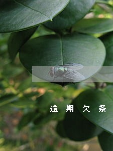 逾期欠条有效后果 逾期欠条有效后果