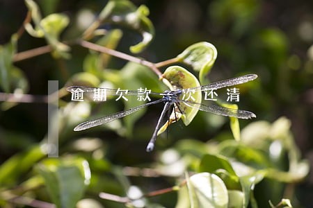 逾期欠款一次还清 逾期欠款一次还清