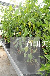 逾期欠款会被拘留吗 逾期欠款会被拘留吗