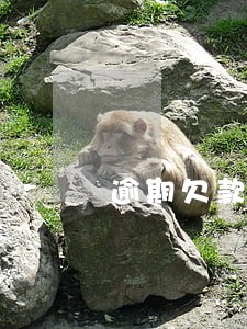 逾期欠款停卡 逾期欠款停卡