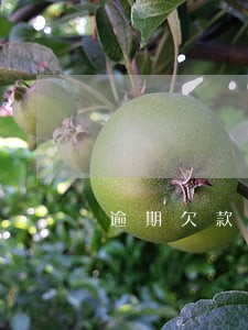 逾期欠款催收函下载 逾期欠款催收函下载