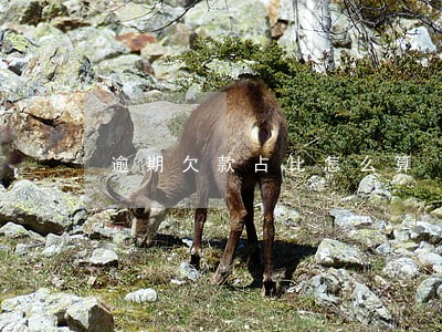 逾期欠款占比怎么算 逾期欠款占比怎么算