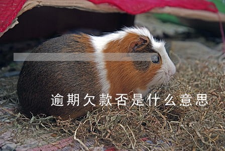 逾期欠款否是什么意思 逾期欠款否是什么意思