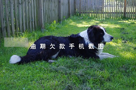 逾期欠款手机截图