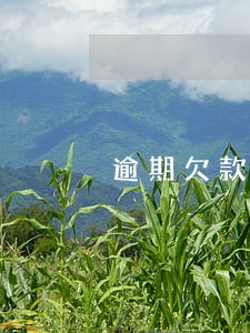 逾期欠款显示已结清