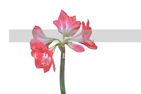 逾期欠款有权利给村委会打电话吗 逾期欠款有权利给村委会打电话吗