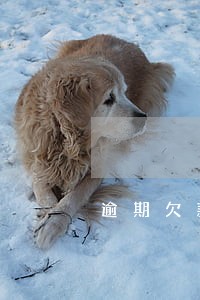 逾期欠款未还逾期 逾期欠款未还逾期