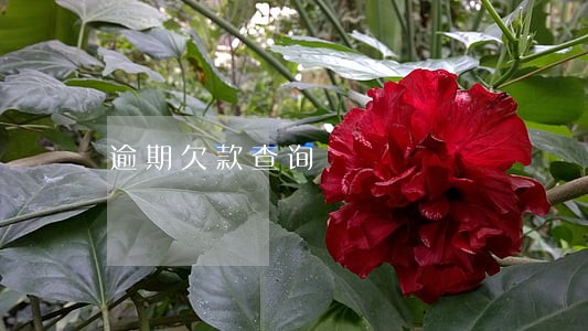 逾期欠款查询