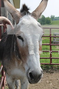 逾期欠款法律催收函什么样的 逾期欠款法律催收函什么样的