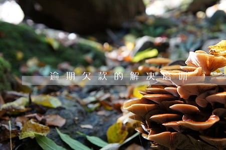 逾期欠款的解决培训 逾期欠款的解决培训