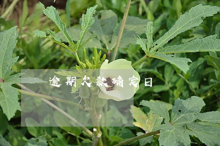 逾期欠款确定日 逾期欠款确定日