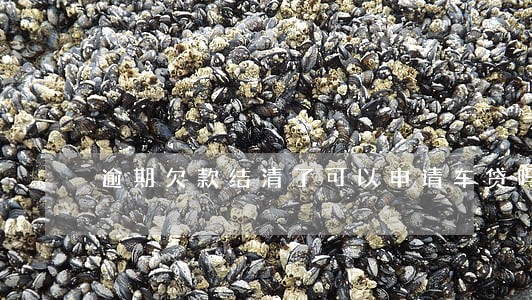 逾期欠款结清了可以申请车贷吗